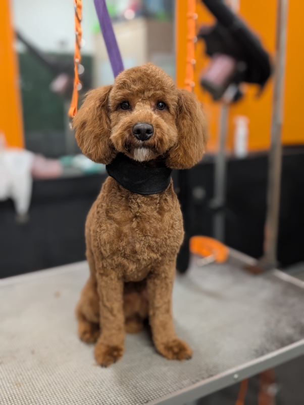 Gallery image 4: floofy-paws-wedding-chaperone