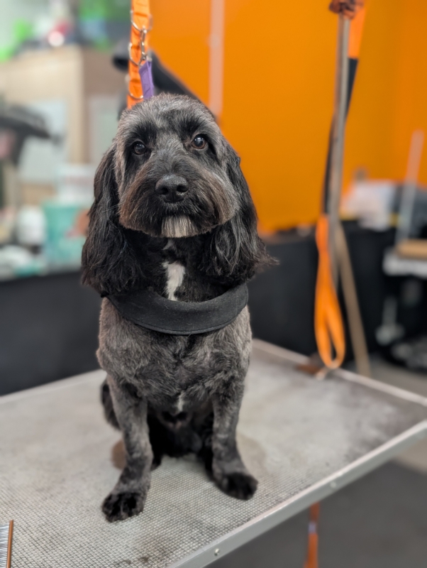 Gallery image 5: floofy-paws-wedding-chaperone