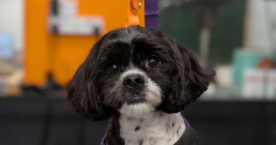 Image 2: Floofy Paws Wedding Chaperone