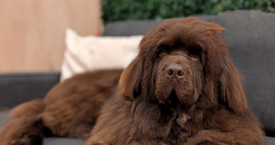 Image 3: Floofy Paws Wedding Chaperone