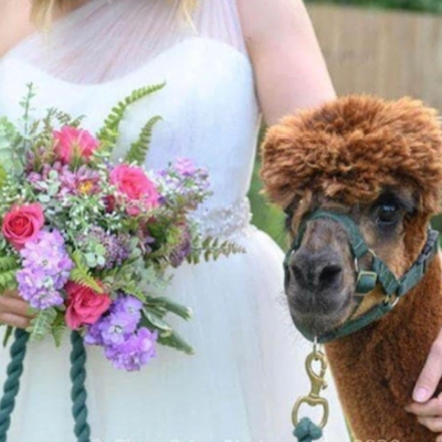 Ideas for incorporate animals into your big day