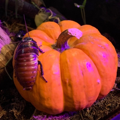 Spooky Season takes over Swansea Bay this Halloween