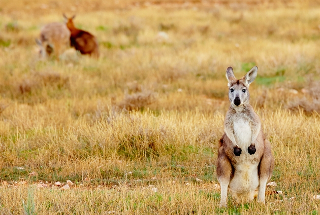 The ultimate Australian honeymoon: Ocean to Outback in South Australia: Image 5