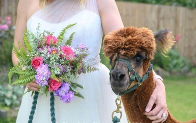 Bride strokes Alpaca