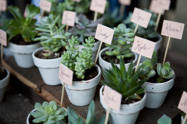 succulents in little plant pots with a guest name on