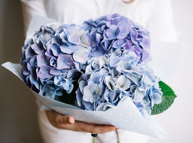 bridal bouquet of pale blue hydrangea