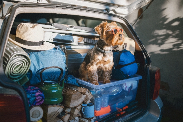 Dog sitting in the back of a packed car