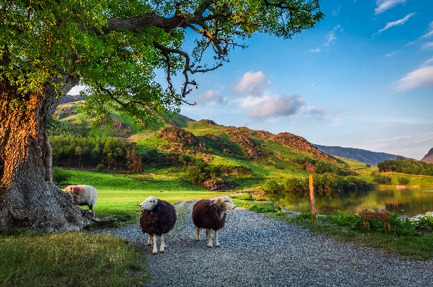 Sheep in a walking path in Cumbria