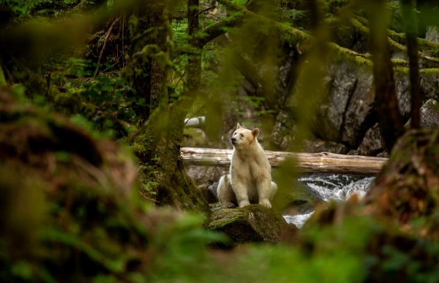 A Kermode Bear sitting near a river surrounded by countryside