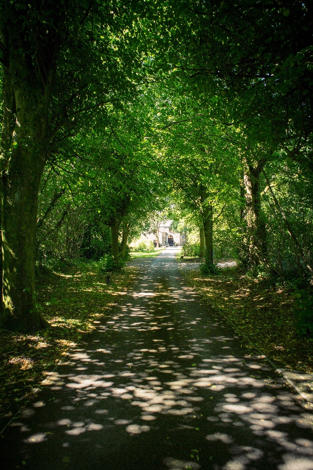 A long driveway covered by mature trees