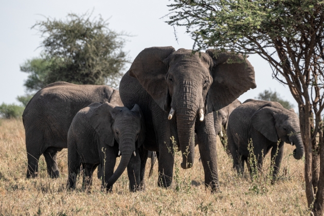 Wild Wakati Camp Elephants