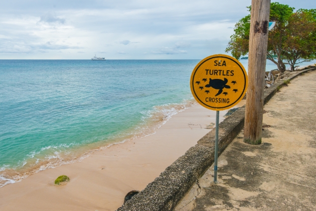 Turtle Beach Barbados