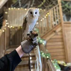 CSR Falconry